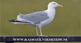 Radio Zilvermeeuw