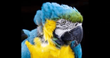 DJ Parrot Radio F.M 93.5