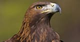 Aguila Real