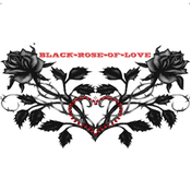 black-rose-of-love