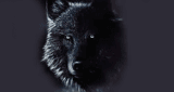 Dark Lupu