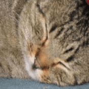 pongis