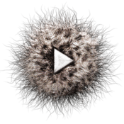 Phaune radio